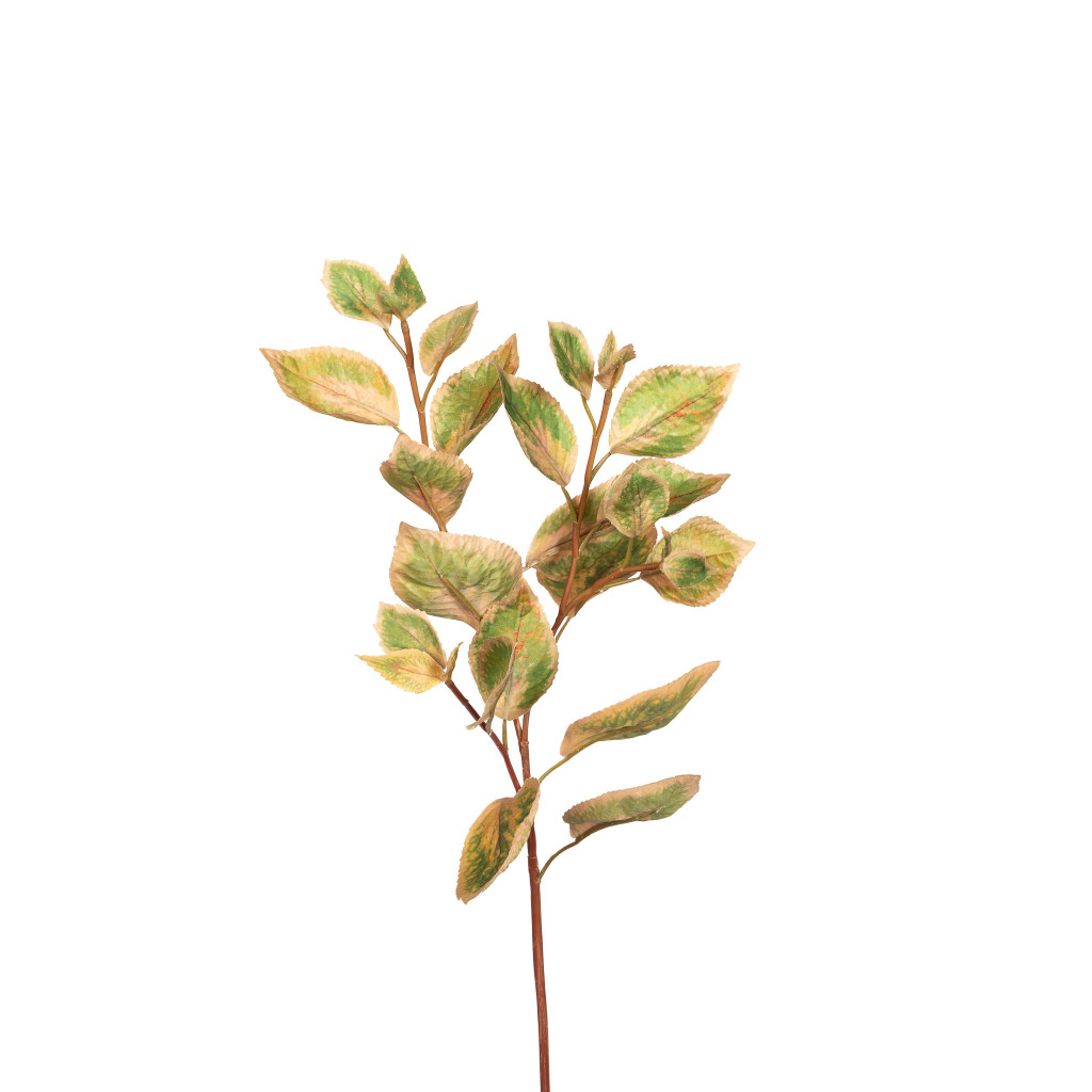 Coleus Stem Green 30 Inch