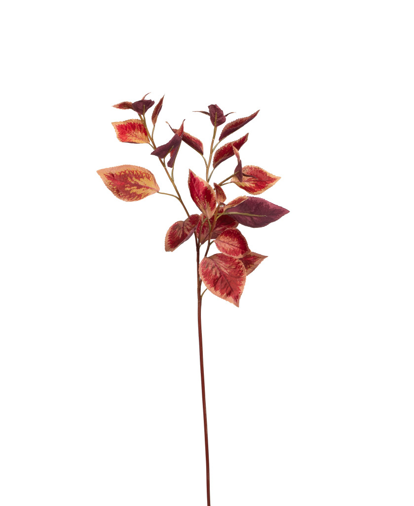 Coleus Stem Plum 30 Inch