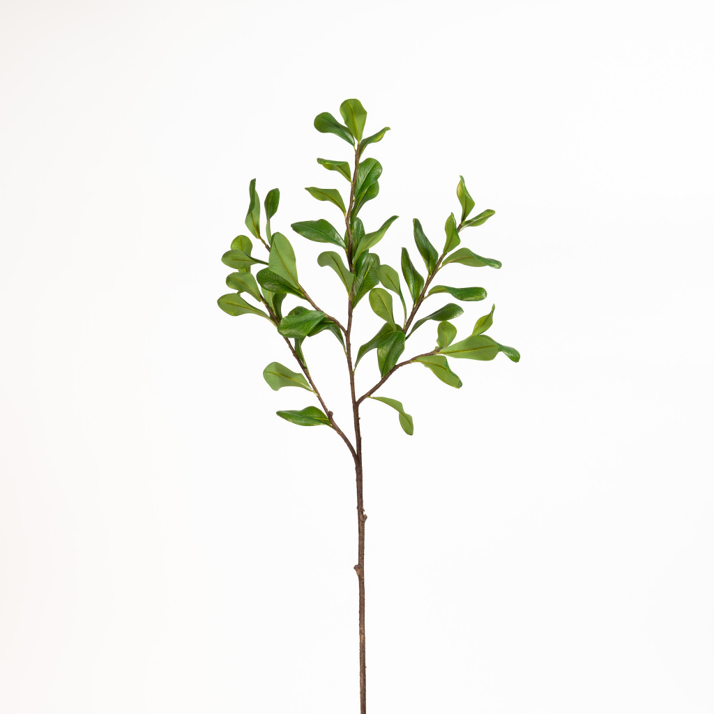 Pittosporum Spray 30 Inch
