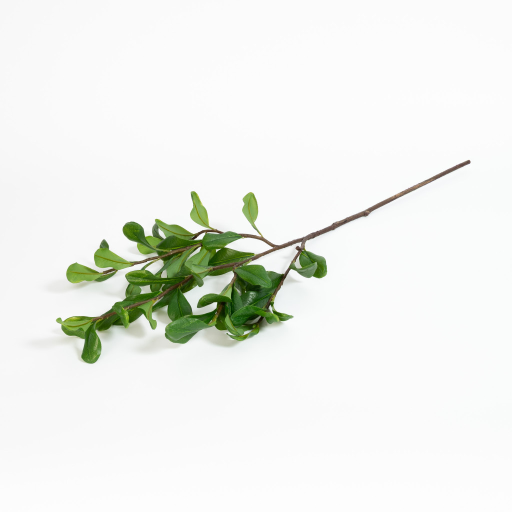 Pittosporum Spray 30 Inch