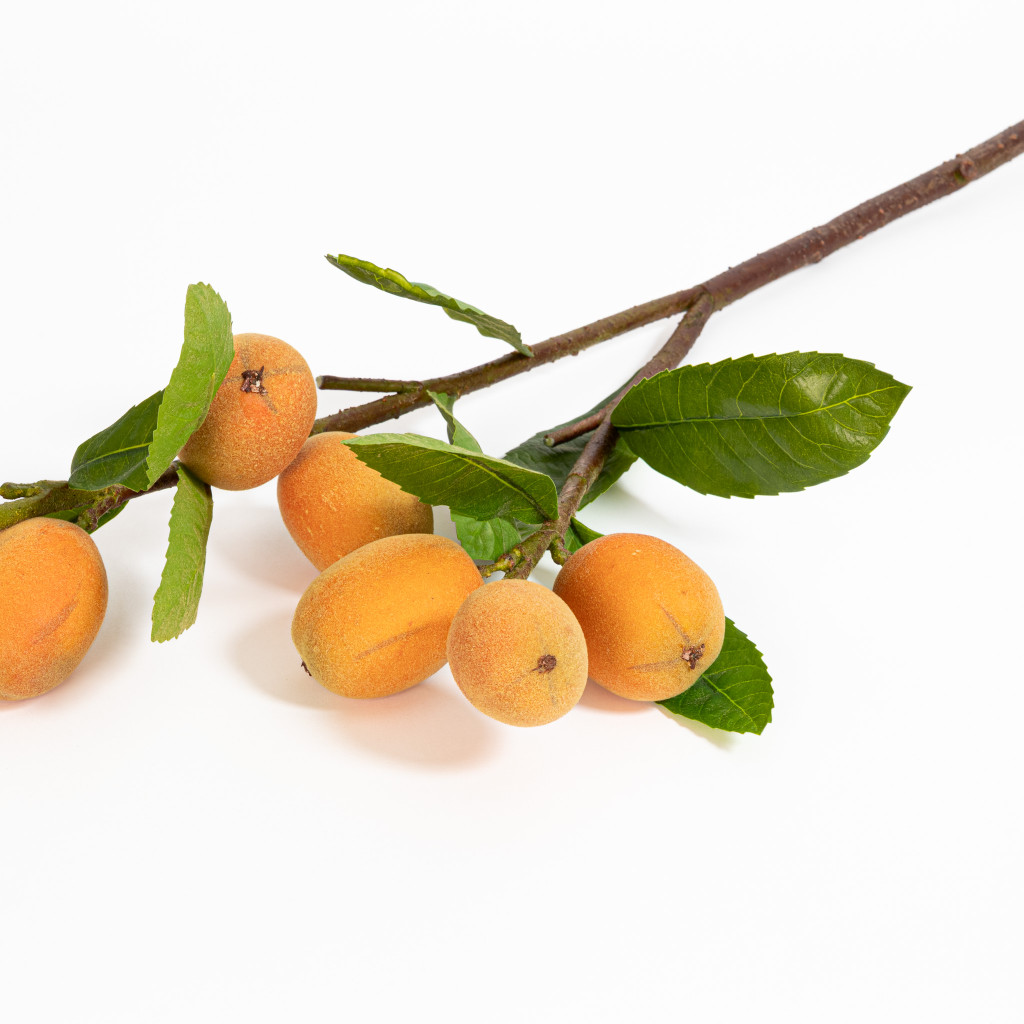 Loquat Fruit Branch 34 Inch