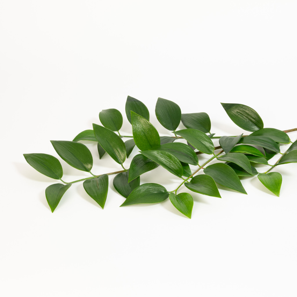 Ruscus Spray 36 Inch