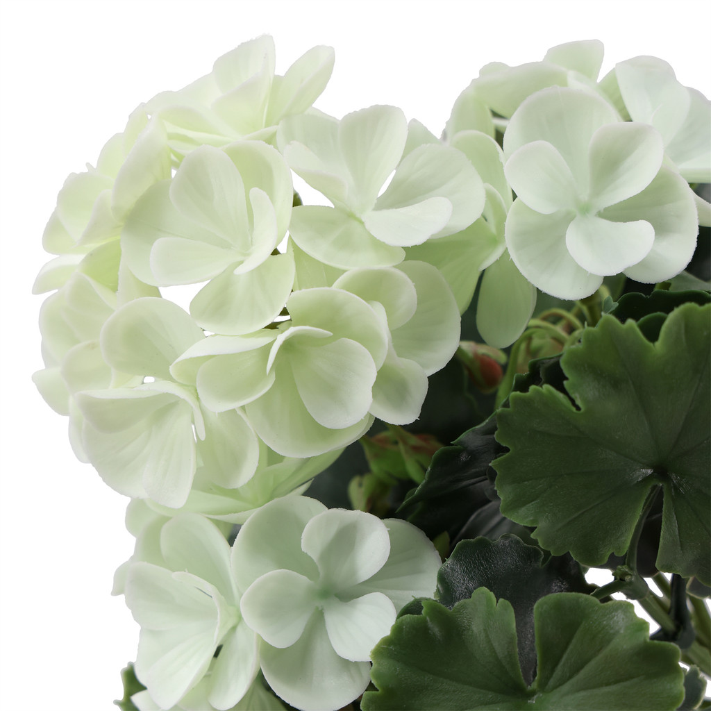 Geranium UV Bush 9 Inch White