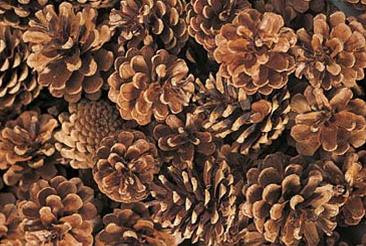 AUSTRIACA PINE CONES - 2"-3" - 100 PC CASE