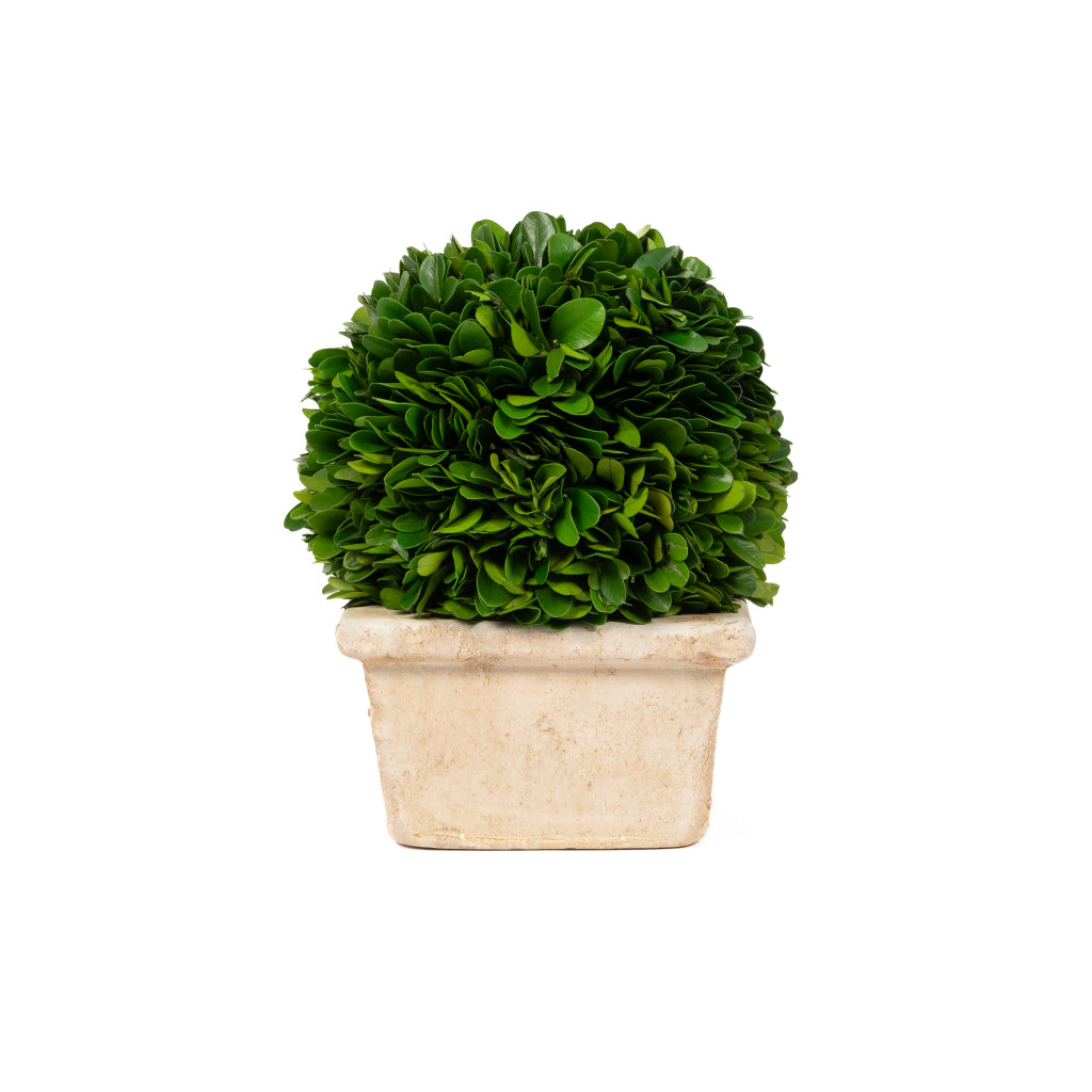 PRESERVED BOXWOOD BALL IN SQUARE POT - 8 INCH