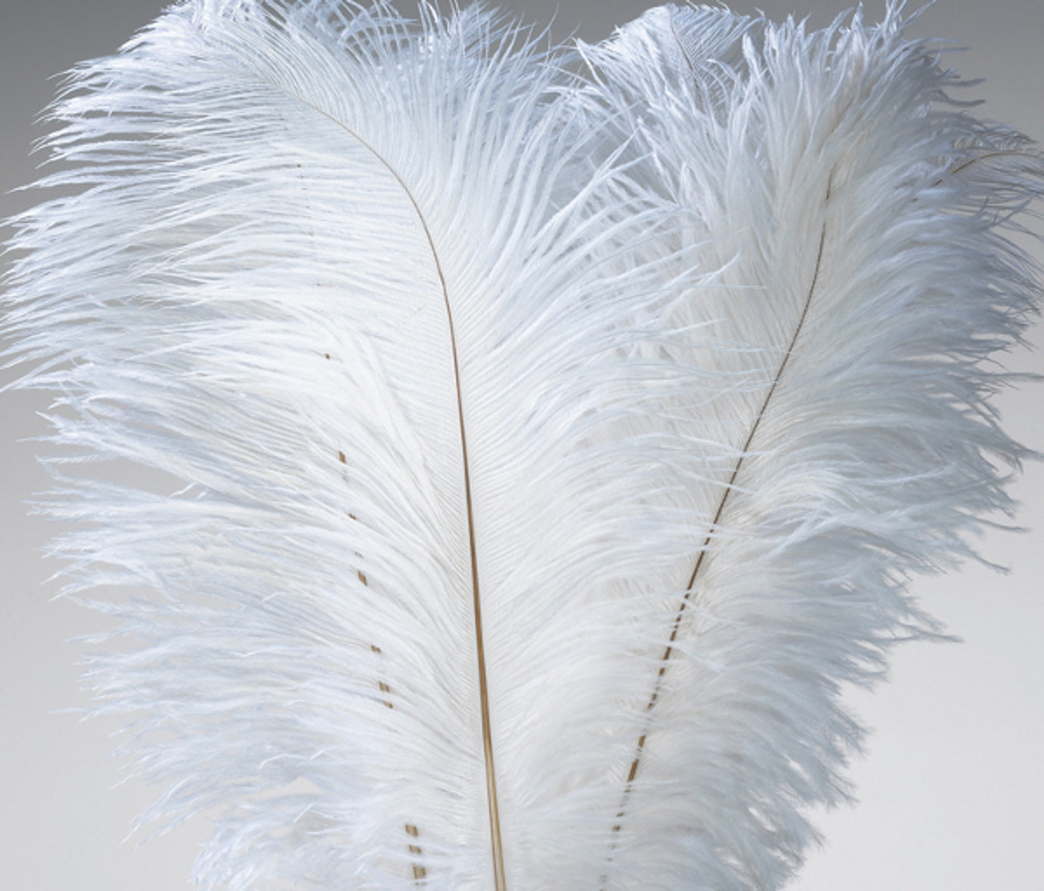 ostrich wing feathers