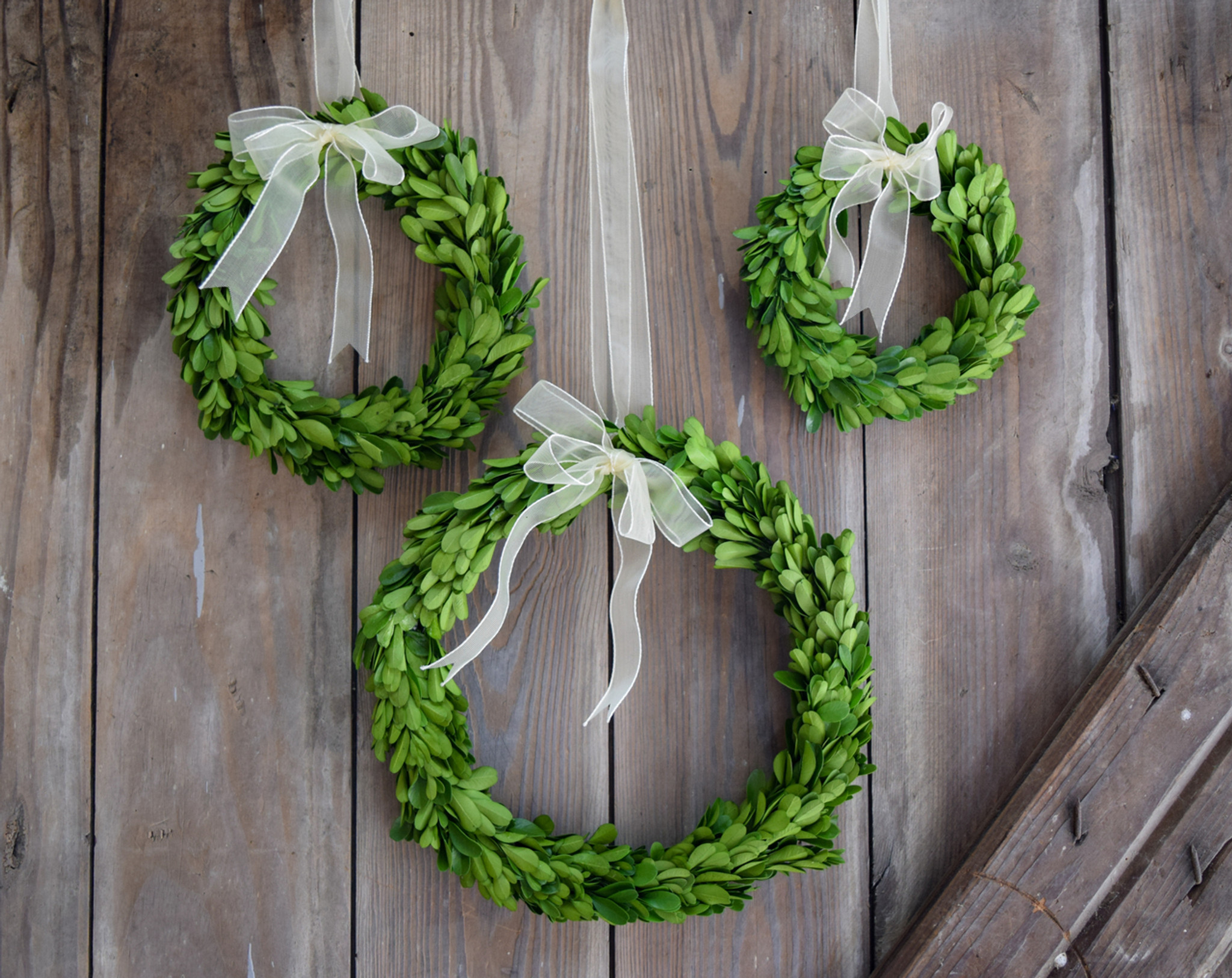 Mills Floral Preserved Boxwood Round Wreath Set with Ribbon