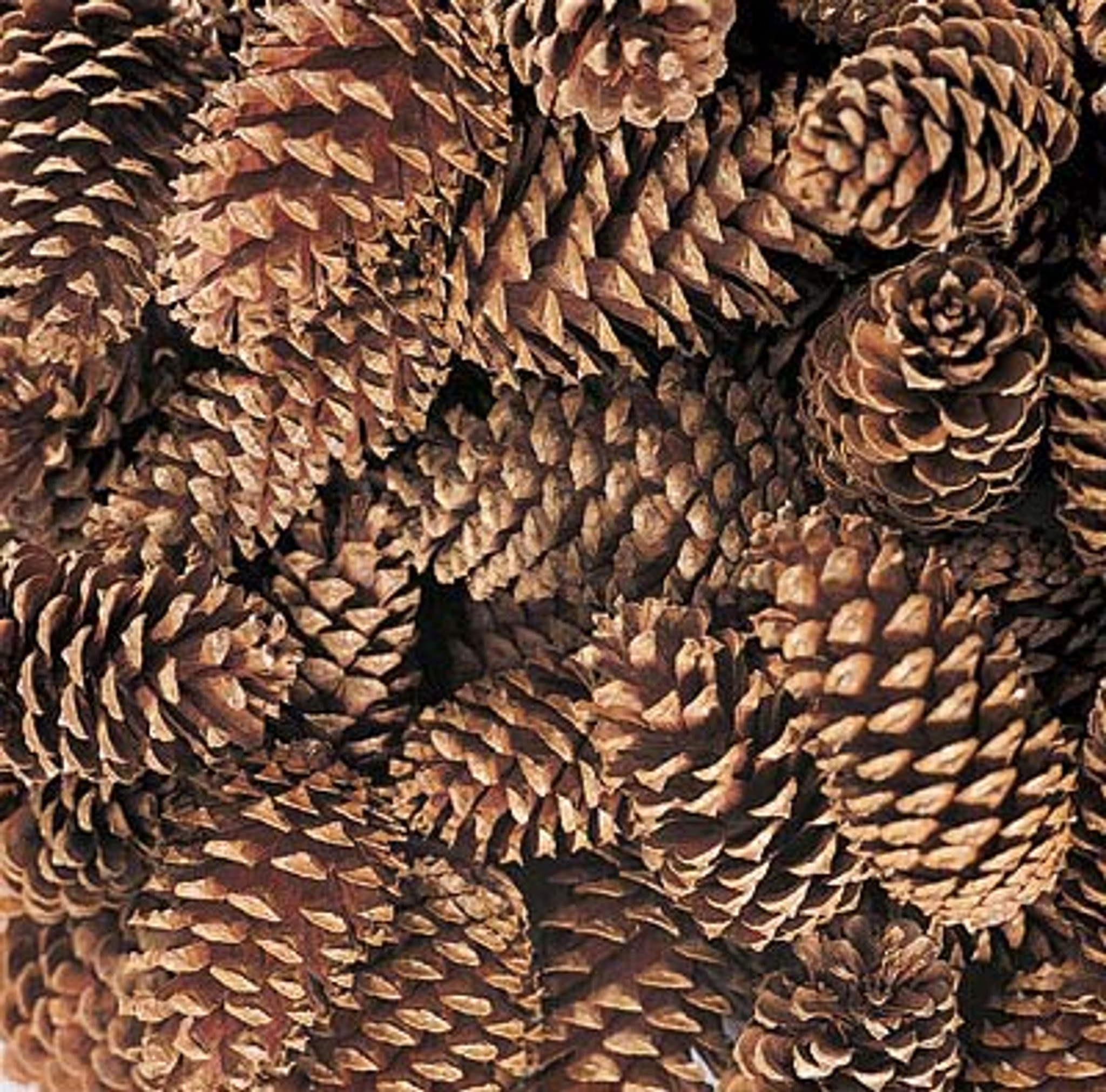 Medium Pine Cones on Pick - Natural