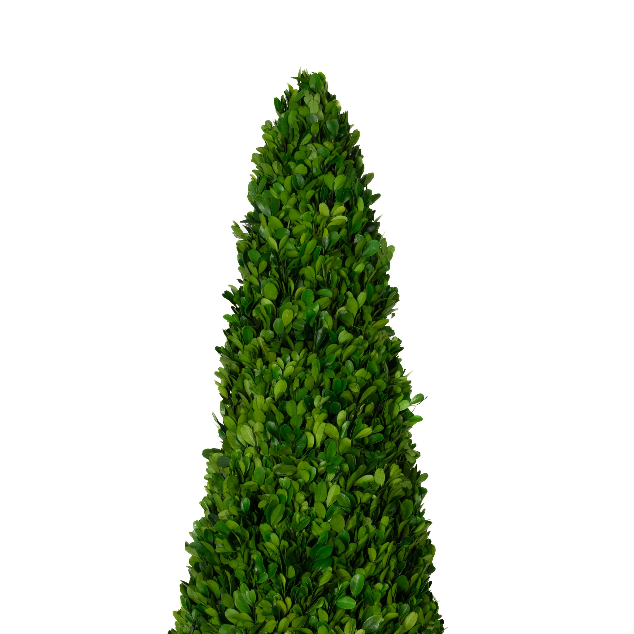Preserved Boxwood Cone Topiary - 43