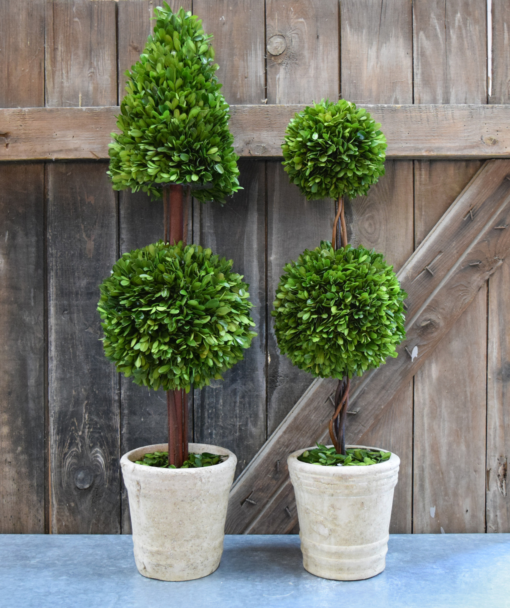 Preserved Boxwood Topiary Mixed - 36" | Mills Floral Company