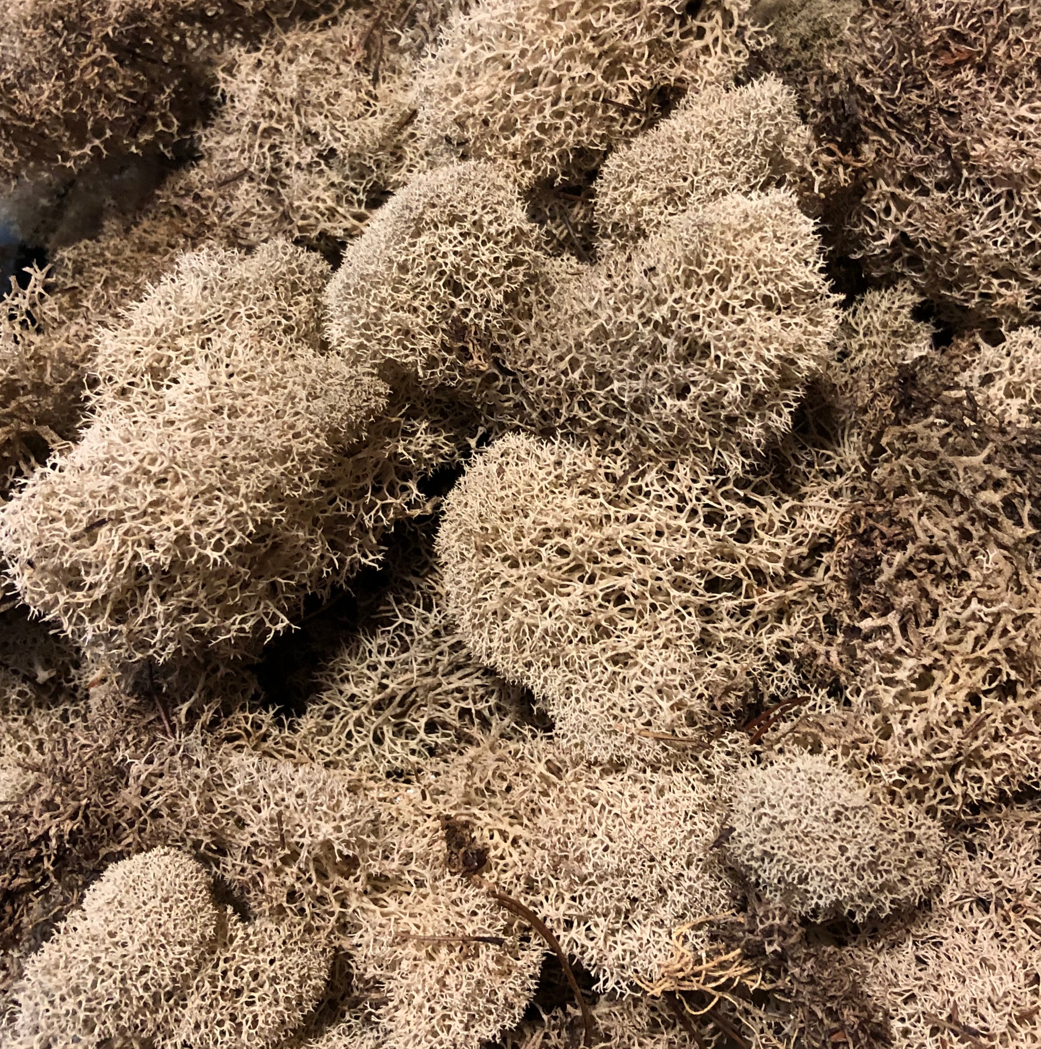 REINDEER MOSS 3 LB BULK - NATURAL