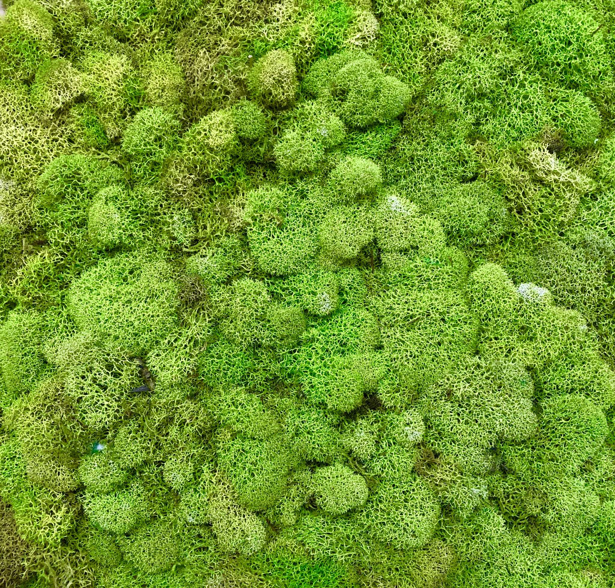  Bulk Moss