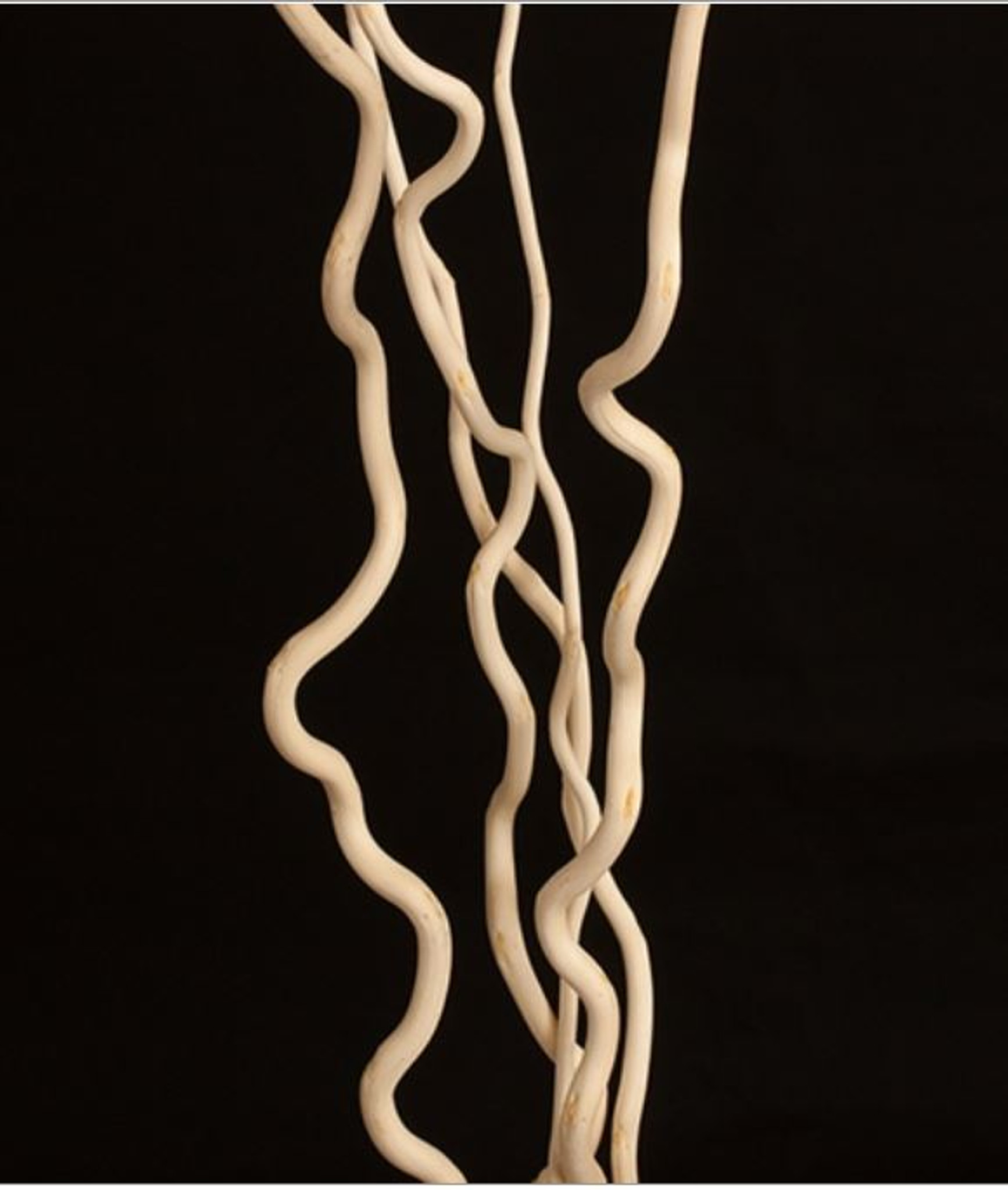 Willow Stick Branches - Bleached White