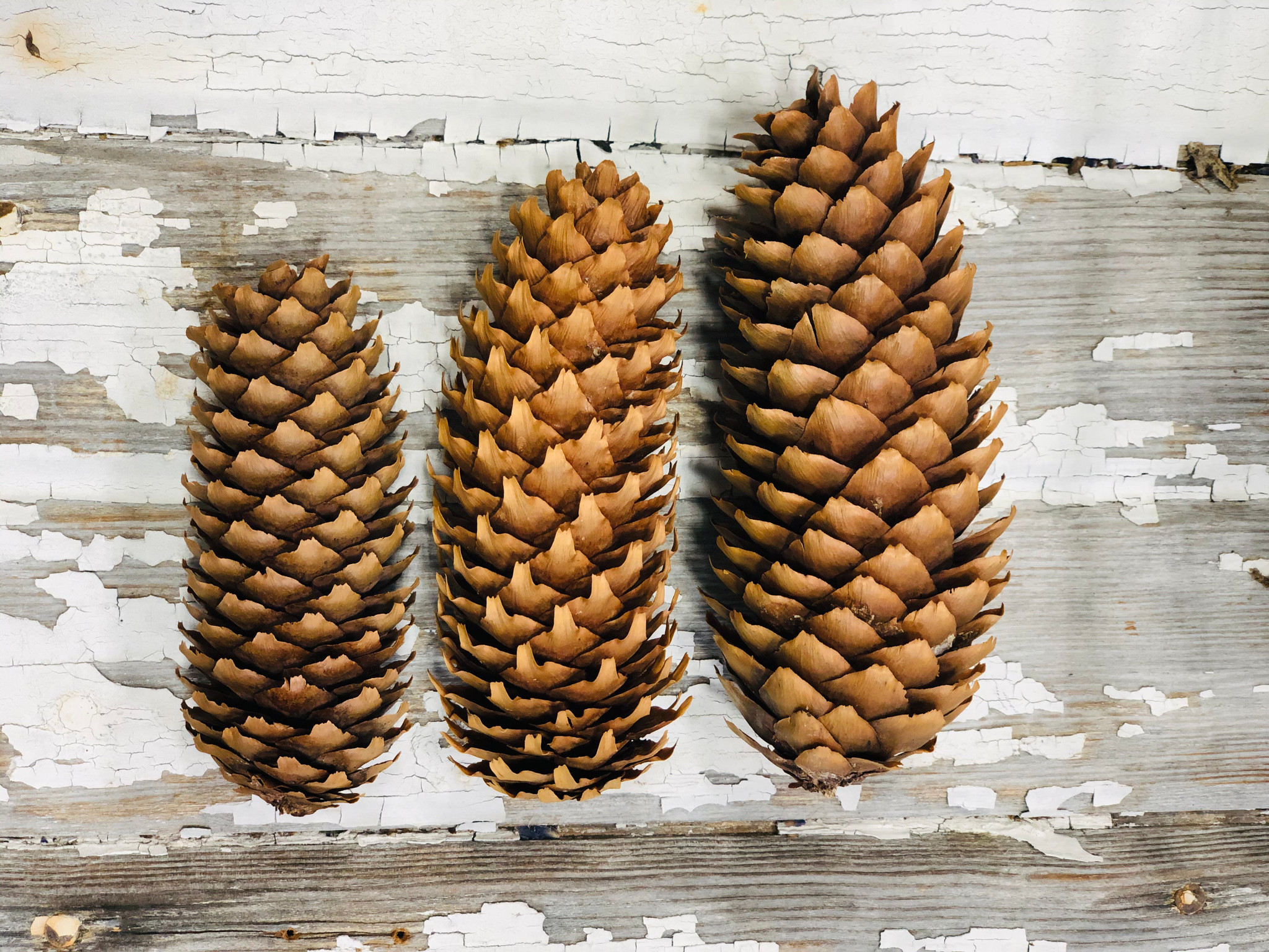 Pitch Pine Tree Cones are Popular for Wedding Accents, Small Pine Cone –