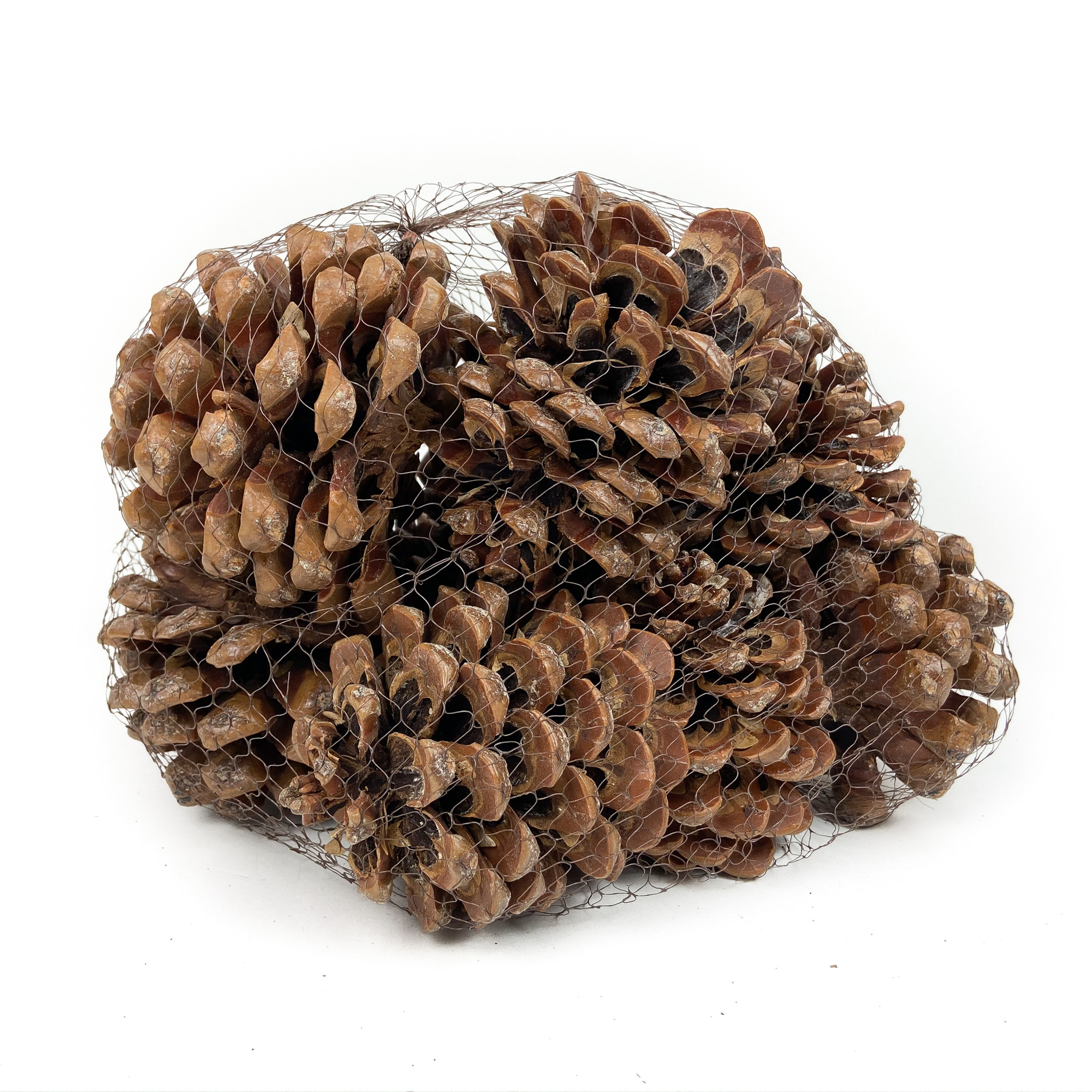 12 Long Needle Pine Half Sphere With Cones! Perfect For Christmas! -  European Splendor®