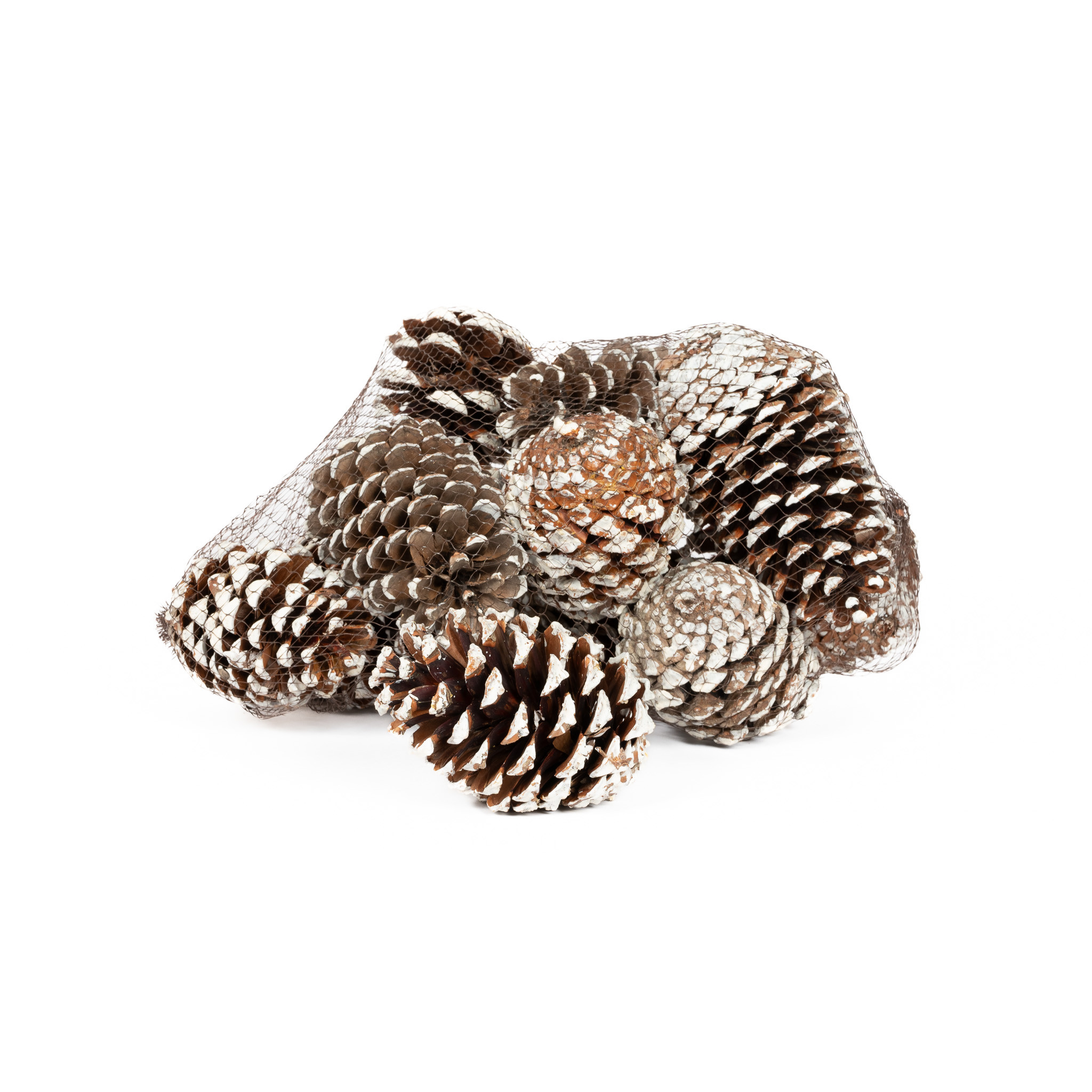 PINE CONE MARITIMA WHITE TIP - 12 PIECES - Mills Floral Company