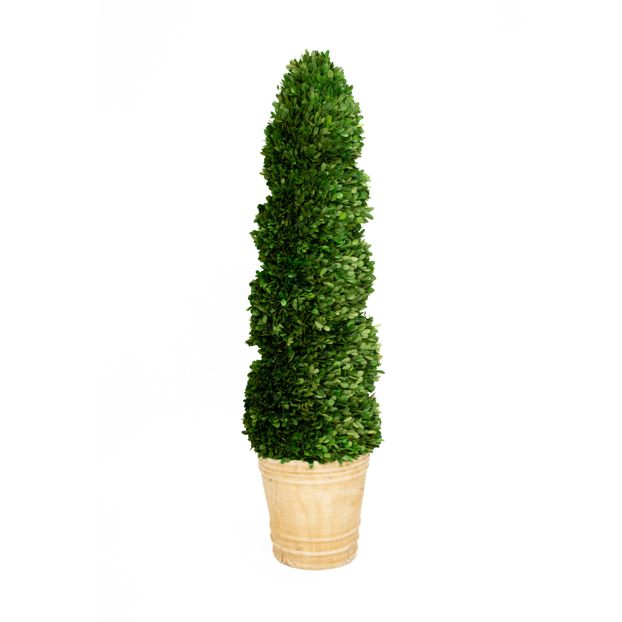 Preserved Boxwood Spiral Topiary - 43