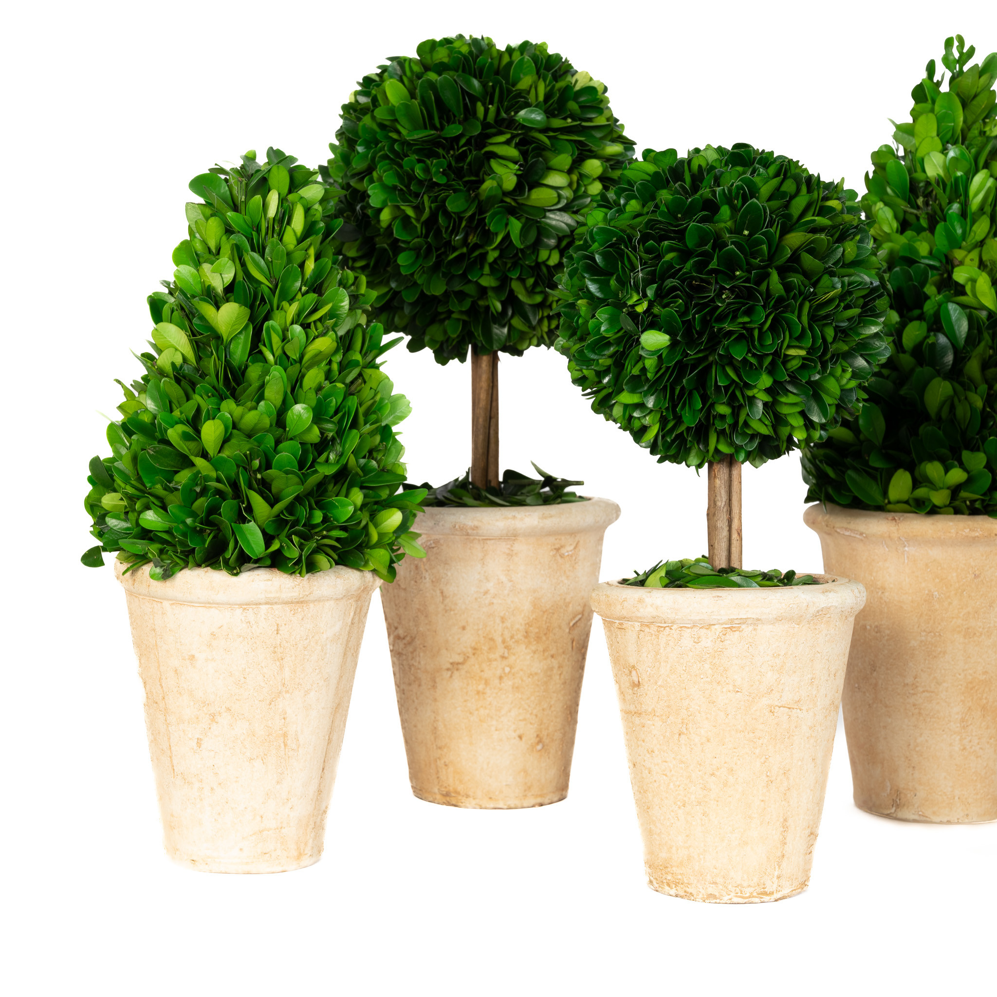 BOXWOOD TOPIARY ASSORTMENT - 6 PIECES - Mills Floral Company