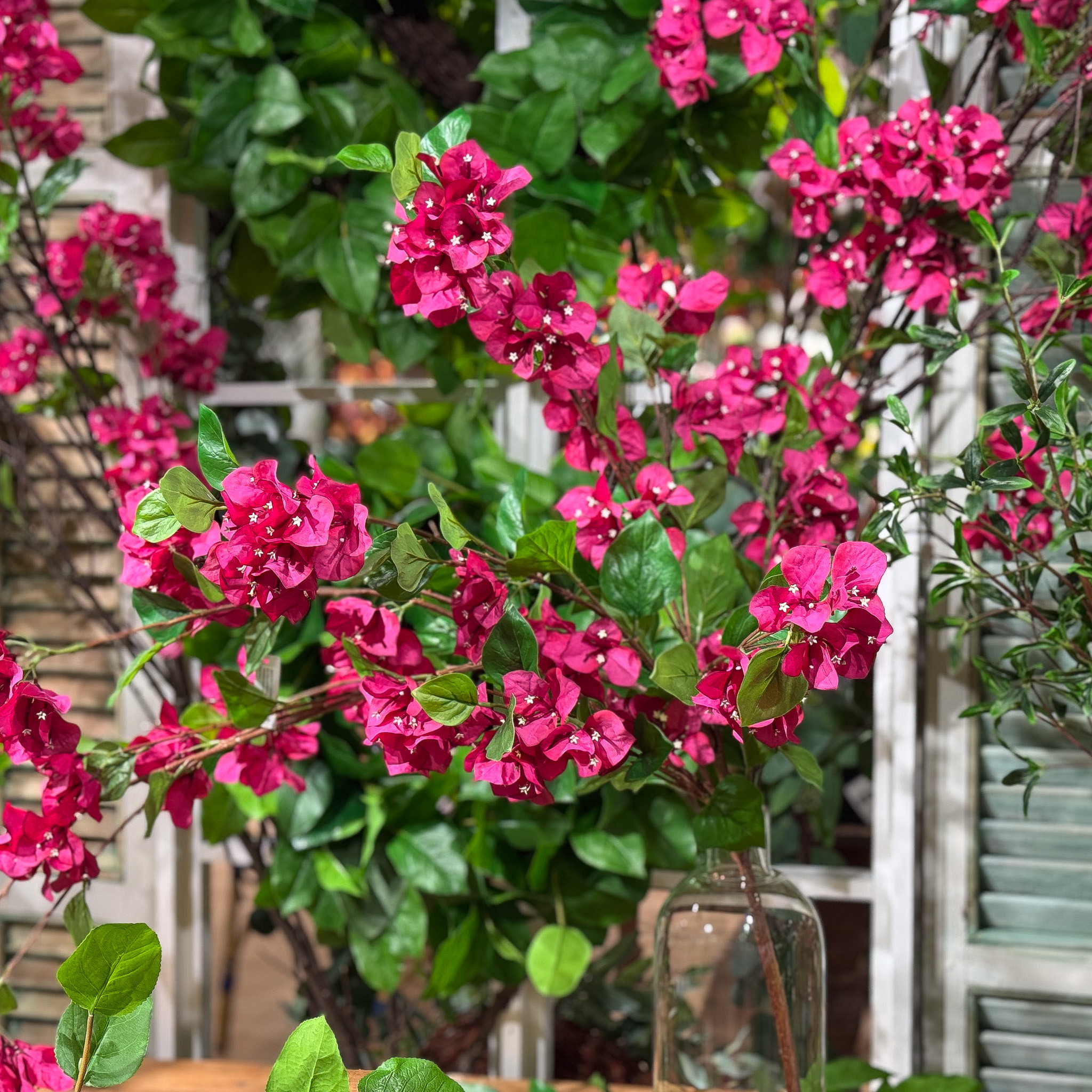 BOUGAINVILLEA HANGING BUSH - FUCHSIA - 43 INCH - Mills Floral Company