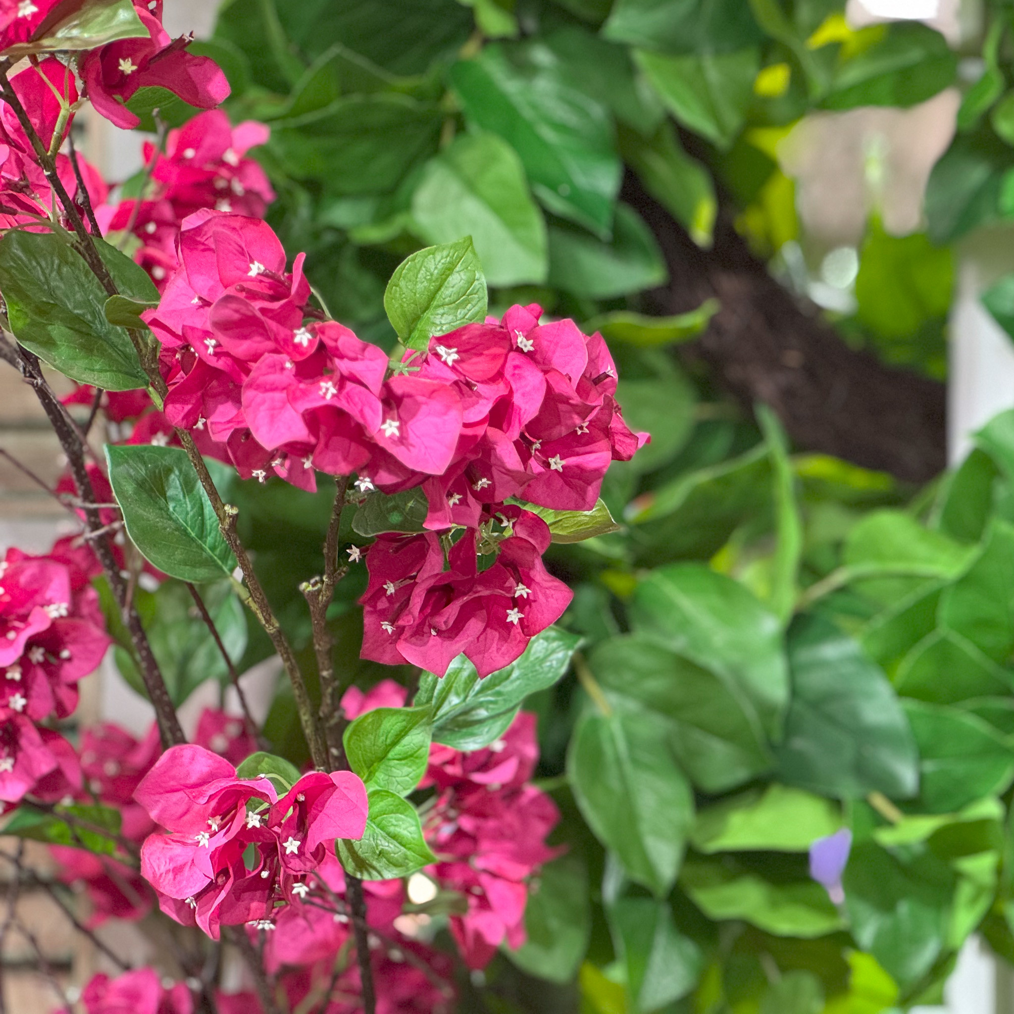 BOUGAINVILLEA SPRAY - FUCHSIA - 38 INCH - Mills Floral Company