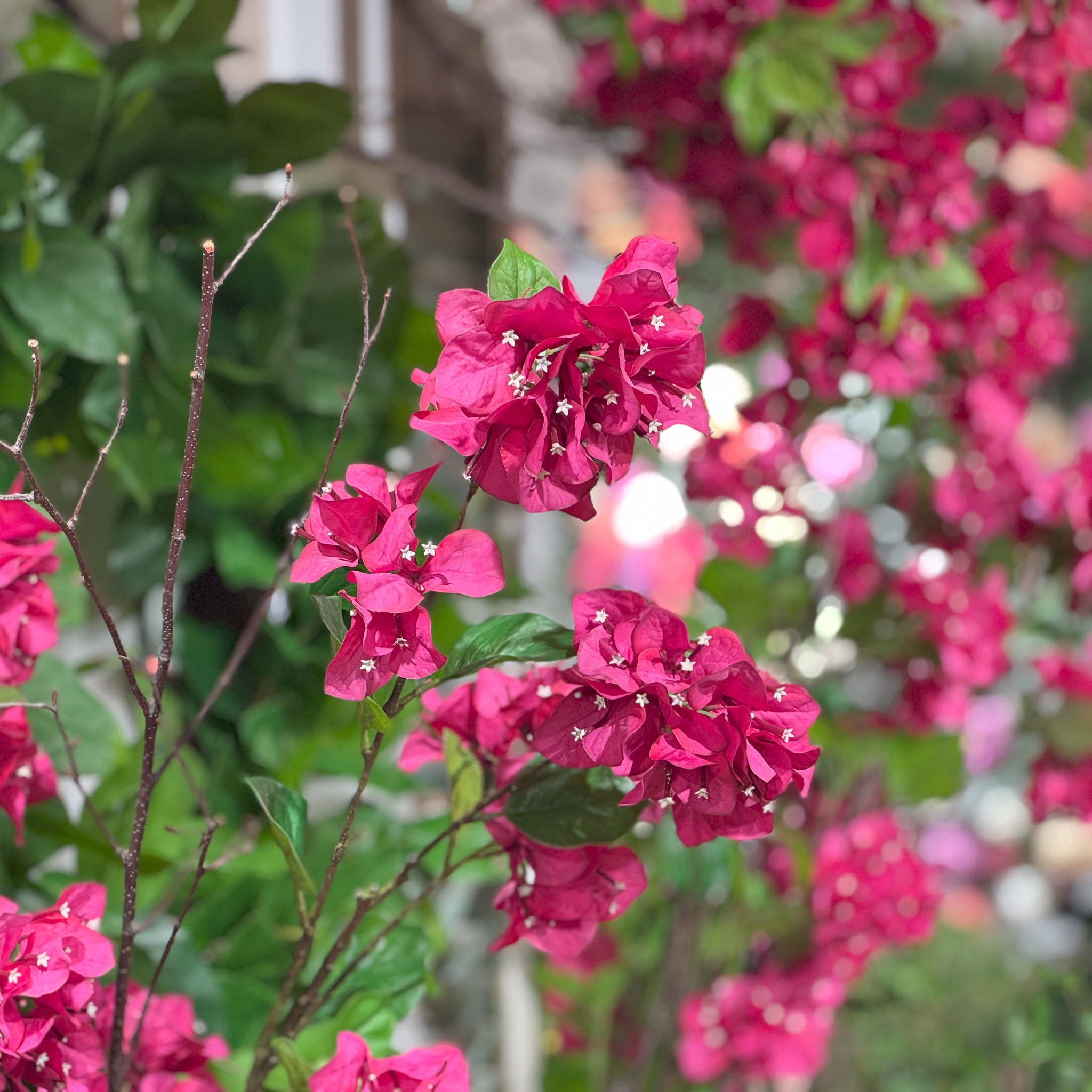 BOUGAINVILLEA SPRAY - FUCHSIA - 38 INCH - Mills Floral Company