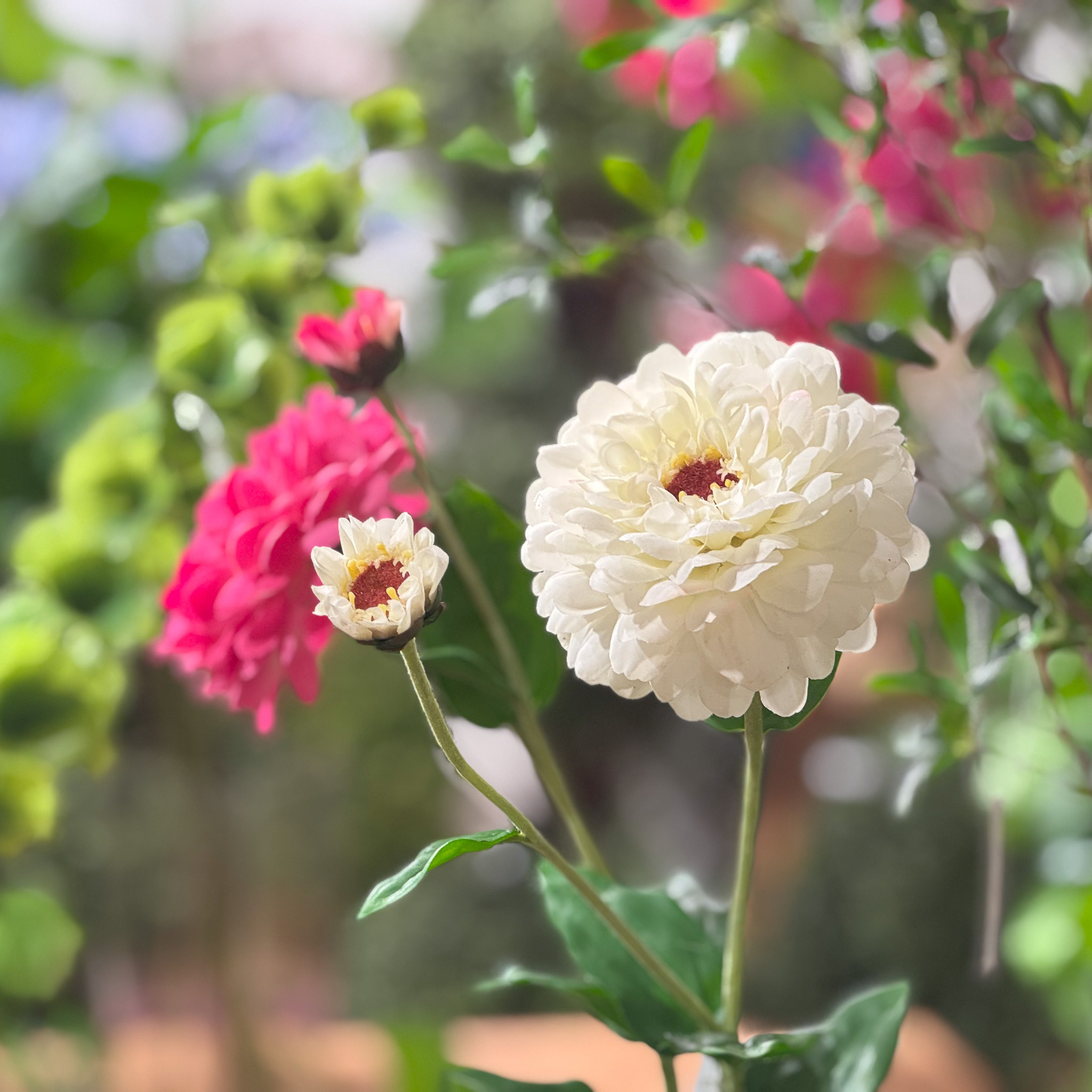 ZINNIA FLOWER AND BLOOM - 26 INCH - WHITE - Mills Floral Company