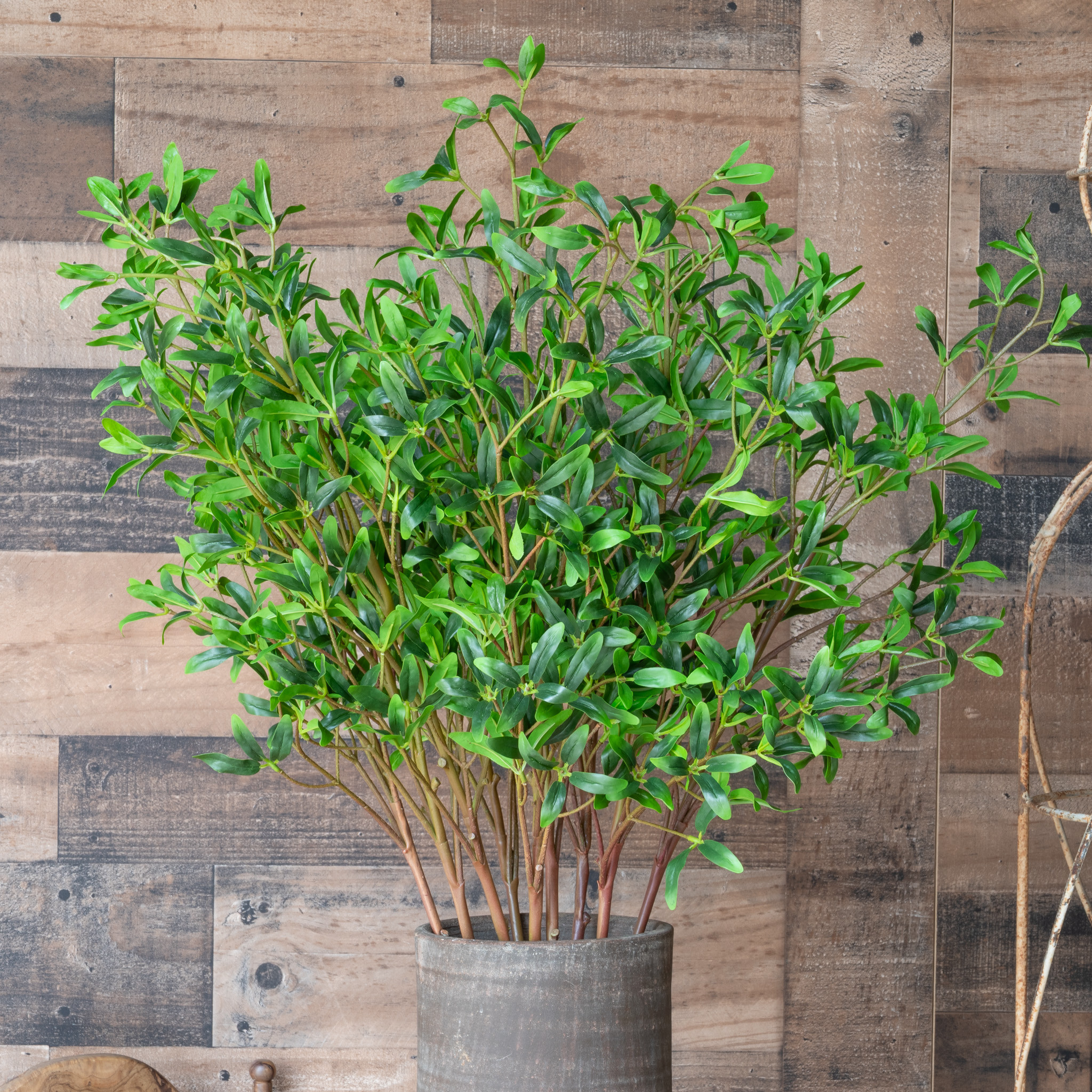 COPROSMA KIRKII SPRAY - 33 INCH - Mills Floral Company