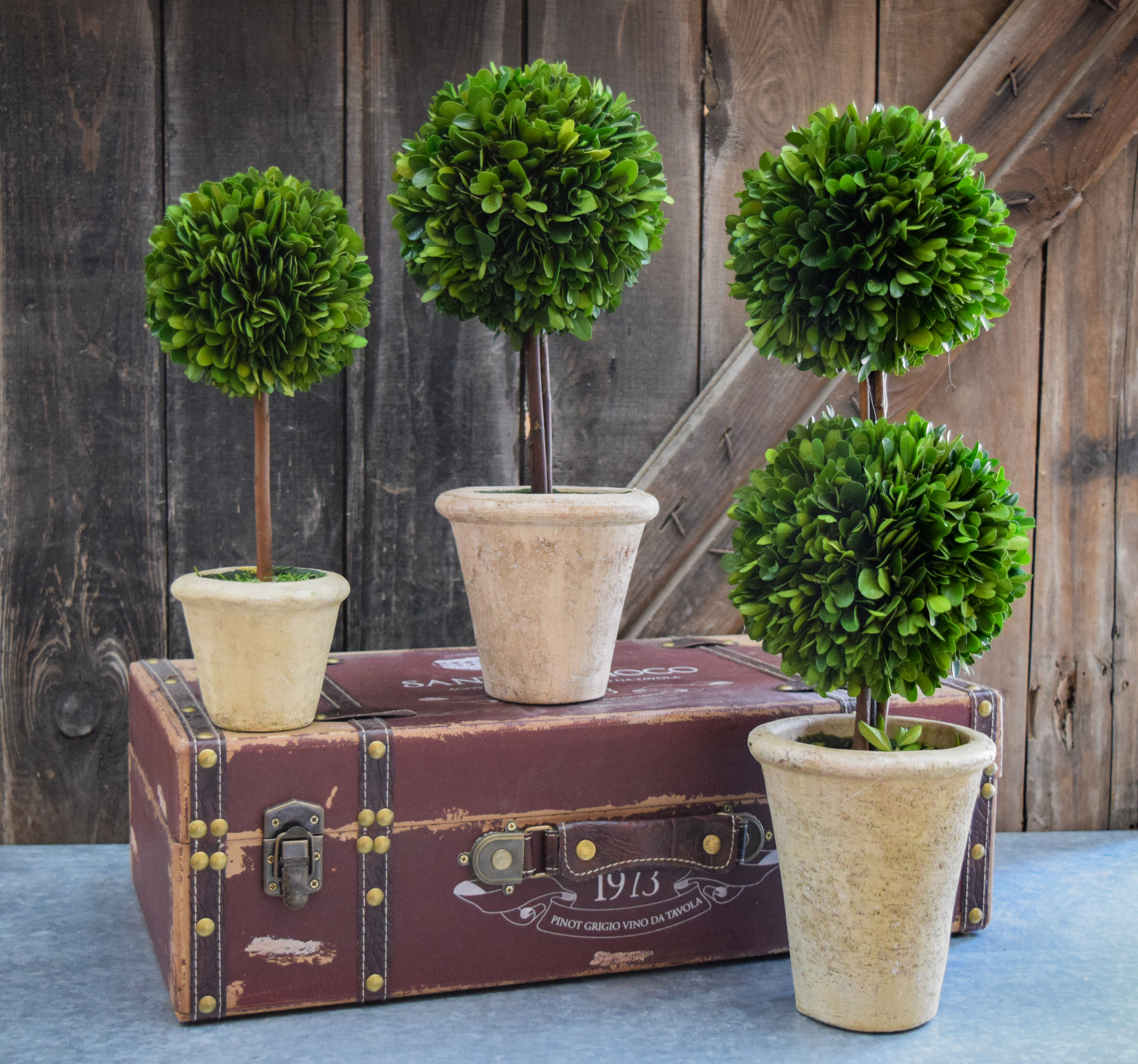 Preserved Boxwood Topiary | Mills Floral Company