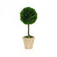 PRESERVED BOXWOOD TOPIARY BALL - 5" x 12"