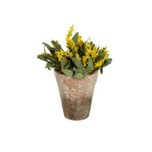 POTTED AMARANTH - GOLDENROD