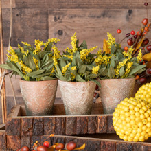 POTTED AMARANTH - GOLDENROD