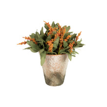 POTTED AMARANTH - AMBER