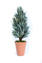 PRESERVED MAHONIA FROSTED CONE TOPIARY - 20"