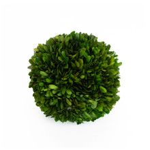 PRESERVED BOXWOOD BALL - 8"