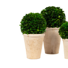 PRESERVED BOXWOOD BALL IN POTS