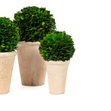PRESERVED BOXWOOD BALL IN POTS