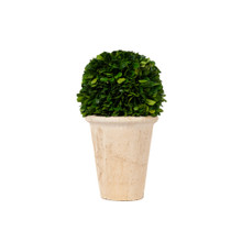 PRESERVED BOXWOOD BALL IN POTS