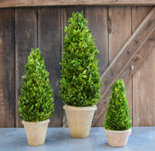 Shown with 24" & 11" Cone Topiary
