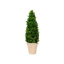 PRESERVED BOXWOOD TOPIARY CONE - 16 INCH