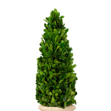 PRESERVED BOXWOOD TOPIARY CONE - 16 INCH
