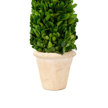 PRESERVED BOXWOOD TOPIARY CONE - 16 INCH