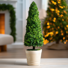 PRESERVED BOXWOOD TOPIARY CONE - 43"