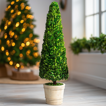 PRESERVED BOXWOOD TOPIARY CONE - 59 INCH