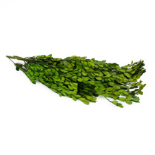PRESERVED BOXWOOD BULK  - 4.4 LBS 18" BRANCHES