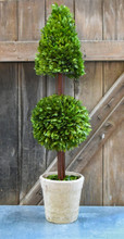 PRESERVED BOXWOOD TOPIARY - MIXED - 36 INCH