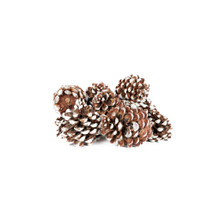 PINE CONE PINEA WHITE TIP - 12 PIECES