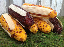INDIAN CORN - FAUX - 5" - 6 PIECES