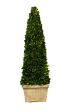 PRESERVED BOXWOOD OBELISK - 9 X 33.5 INCH