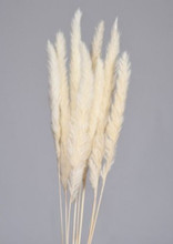 TAIL REED 30" BLEACHED - 10 PCS - PACKED 20/CS
