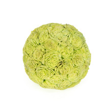 SHOLA DAHLIA 4" KIWI BALL